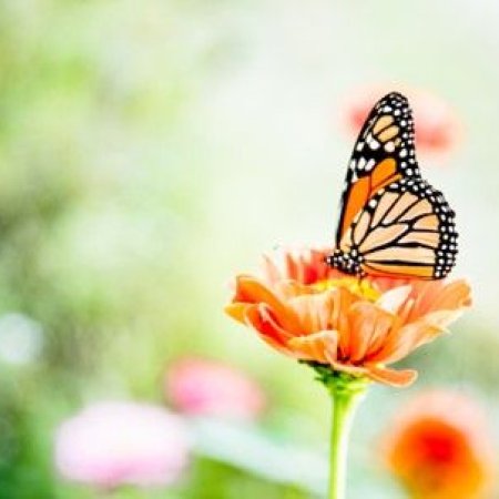 vlinder